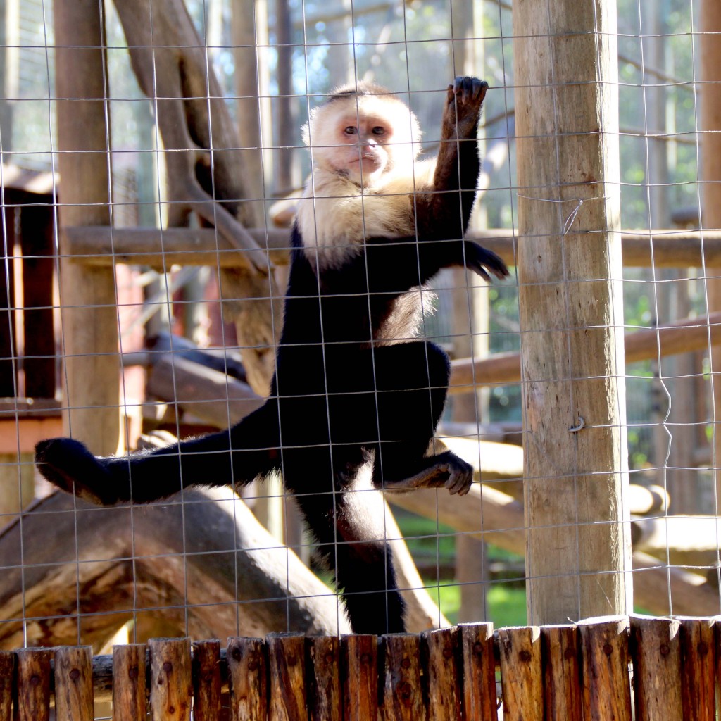Monkey Town: Monkeying around with the kids